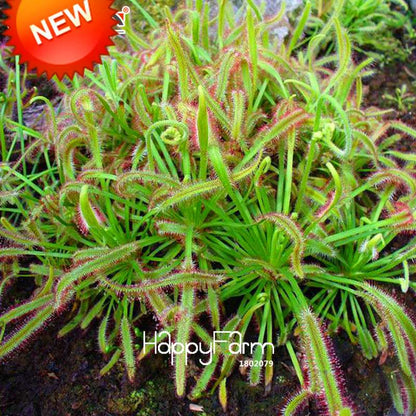 Sundew Seeds - Carnivorous Plant for Bonsai & Garden | Easy-Grow Potted Houseplant