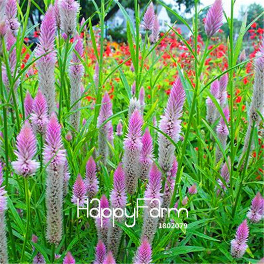 Rare Flamingo Celosia Seeds - Vibrant DIY Garden Flowers for Home Decor | Fast Shipping