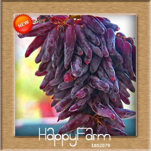Grape Seeds - 12 Varieties, Sweet Kyoho, Natural Growth for Home Gardening | Premium Fruit Seeds