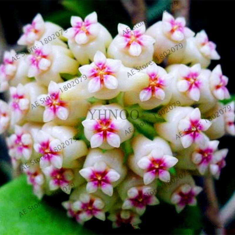 24 Color Hoya Carnosa Seeds - Rare Perennial Bonsai Plant for Home Garden