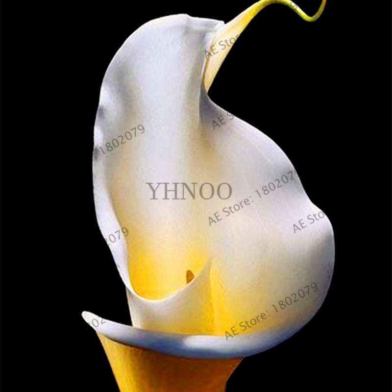 Calla Lily Seeds - Rare Perennial Bonsai Plant for Home, Garden & Wedding Bouquets | Gift Flowers