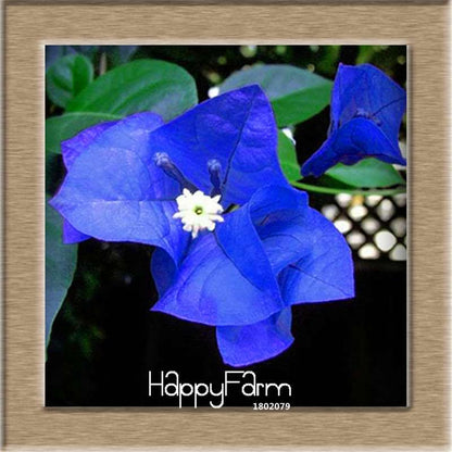 9 Varieties Bougainvillea Spectabilis Seeds - Perennial Bonsai & Flowering Plants