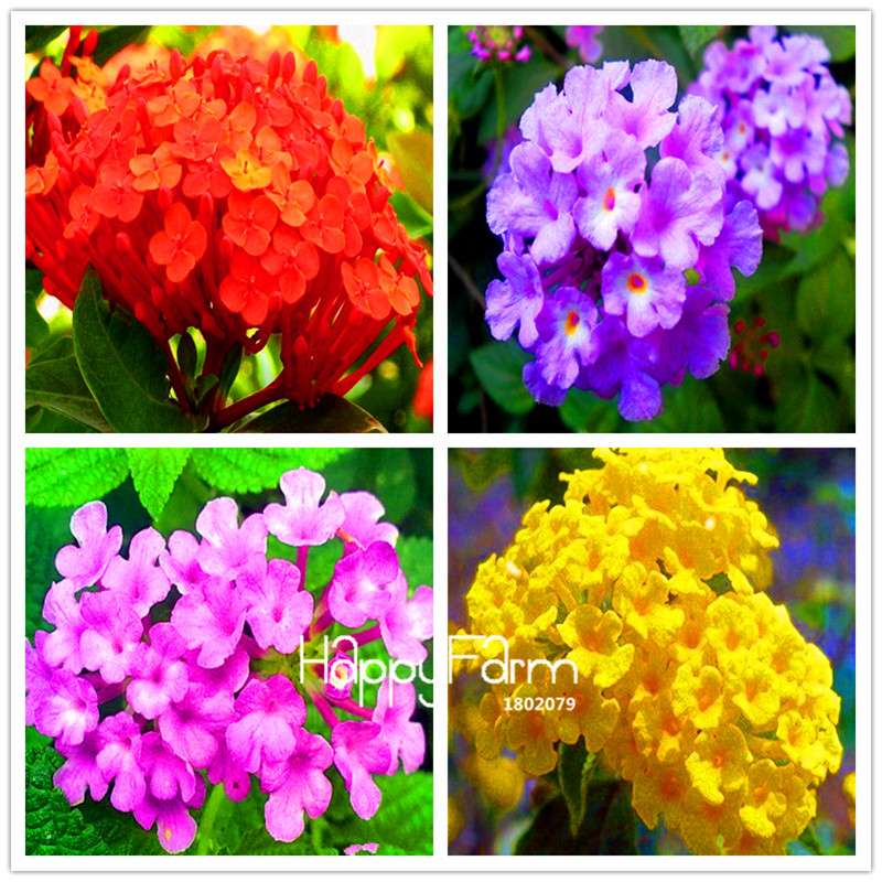 Colorful Lantana Camara Seeds - Indoor Bonsai Flowering Plant - Easy Grow, Bulk - USA Seller