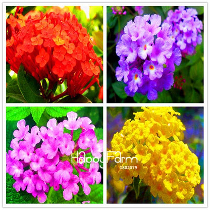 Colorful Lantana Camara Seeds - Indoor Bonsai Flowering Plant - Easy Grow, Bulk - USA Seller