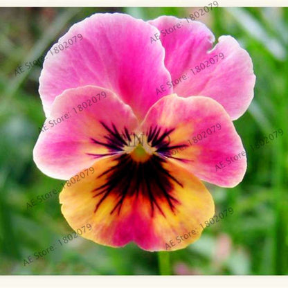 24 Colors Wavy Pansy Seeds - Viola Tricolor for Indoor Bonsai & Home Garden Planting