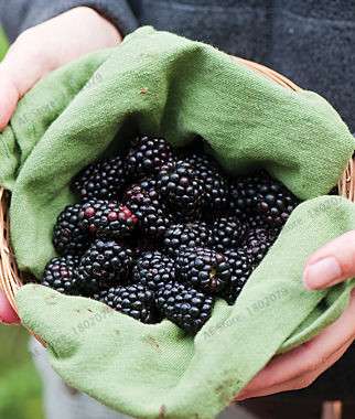 Sweet Giant Blackberry Seeds - Heirloom, Non-GMO, Triple Crown Variety - Grow Juicy Blackberries at Home