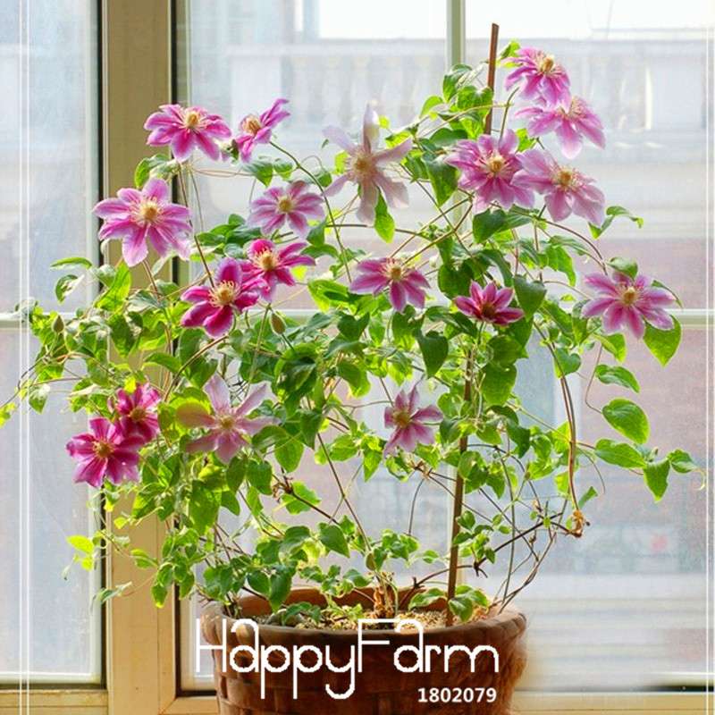 Red Clematis Seeds - Beautiful Climbing Flowers for Patio & Garden Planting | Fast-Growing Potted Plant Seeds