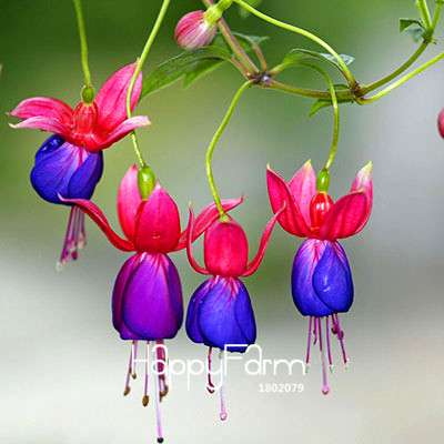 Fuchsia Flower Seeds - Pink Purple Bell Hanging Plants for Pots, Home & Garden