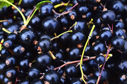 Organic Gooseberry Seeds - Fresh, Nutrient-Rich Perennial Fruit Seeds for Home Gardening