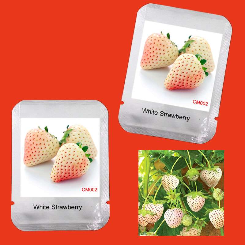 Rare White Strawberry Seeds - Sweet Home Garden Fruit, Year-Round Planting, Non-GMO