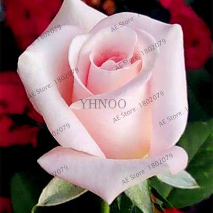Rare Mixed Color Rose Seeds - Rainbow, Black, Blue - Bonsai Flower Seeds for Home Garden Planting