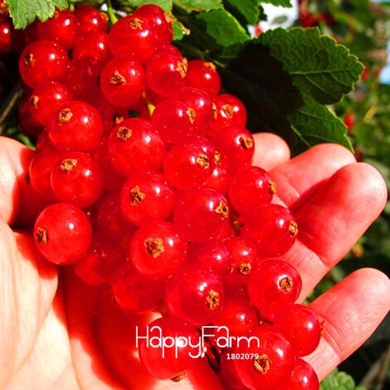 Red Currant Seeds - Sweet Pan-American Gooseberry & Lantern Fruit Plant Seeds for Home Garden