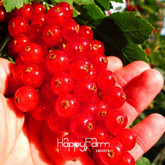 Red Currant Seeds - Sweet Pan-American Gooseberry & Lantern Fruit Plant Seeds for Home Garden