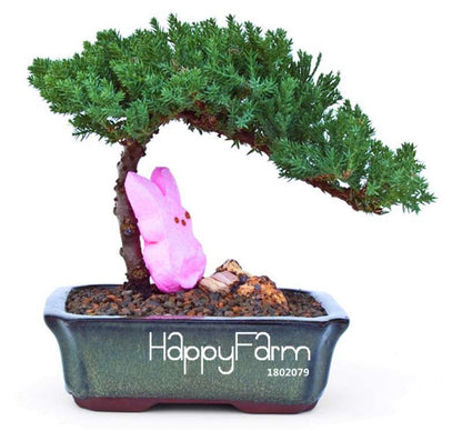 Juniper Bonsai Trees for Office & Home | Air-Purifying Potted Plants | Natural Decor