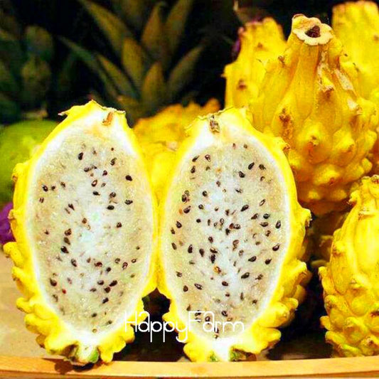 Non-GMO Dragon Fruit Seeds for Planting - Sweet Pitaya Bonsai Tree, - Fresh Hylocereus Fruit