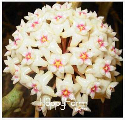 Buy Hoya Carnosa Seeds - for Home Garden, Potted Flower Seeds, Easy to Grow