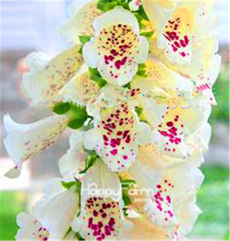 Fritillaria Foxglove Seeds - Potted Bonsai Garden Kit for DIY Home Planting | Premium Quality