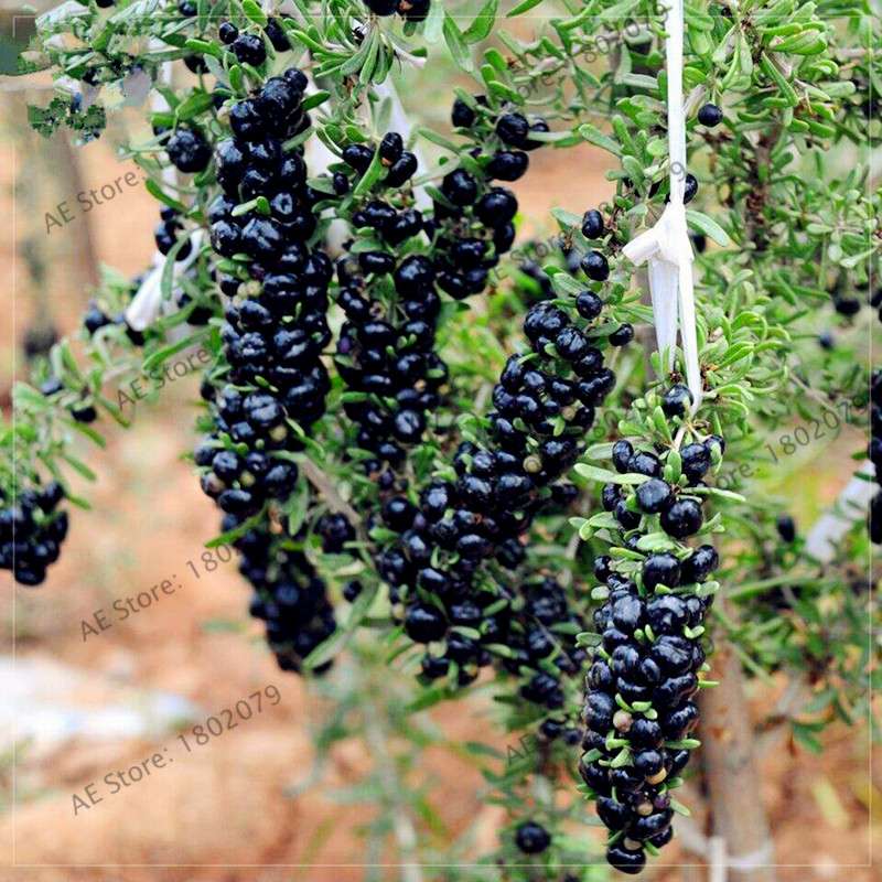 Organic Goji Berry Seeds - Non-GMO Heirloom Wolfberry for Home Garden Planting DIY
