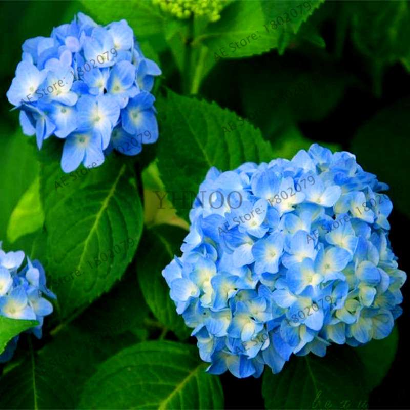 Hydrangea Seeds - Perennial Flowers for Wedding, Party, Home & Garden | Easy Grow Beautiful Blooms