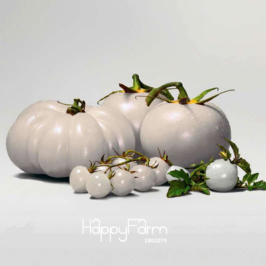 Organic Super White Tomato Seeds - Rare Heirloom, Great Taste - Small to Large Sizes