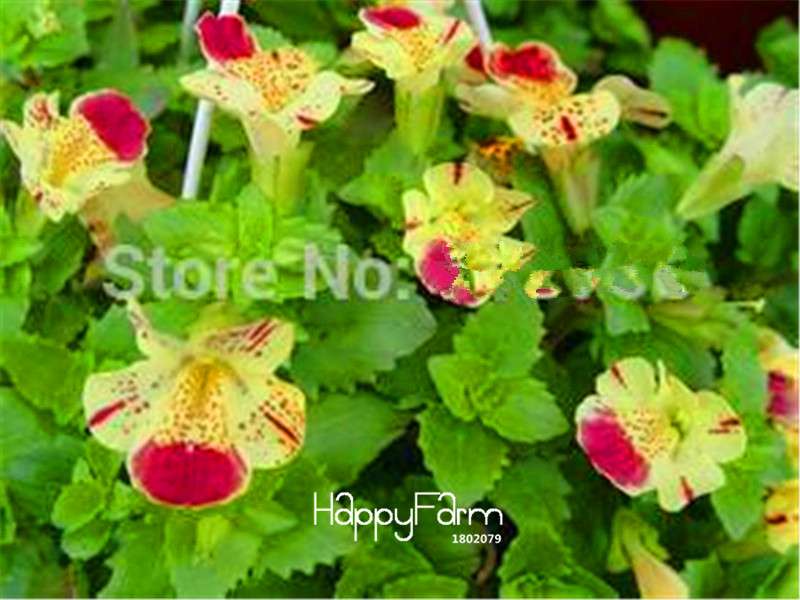 Fresh Nemesia Strumosa Seeds - Easy Grow Colorful Bonsai Flowers for Home Garden Planting