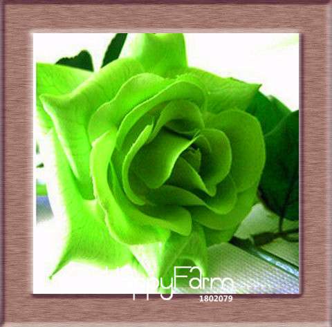 Colorful Rainbow Rose Seeds - 20 Varieties, for Bonsai & Flower Pots | Premium Planting Kit