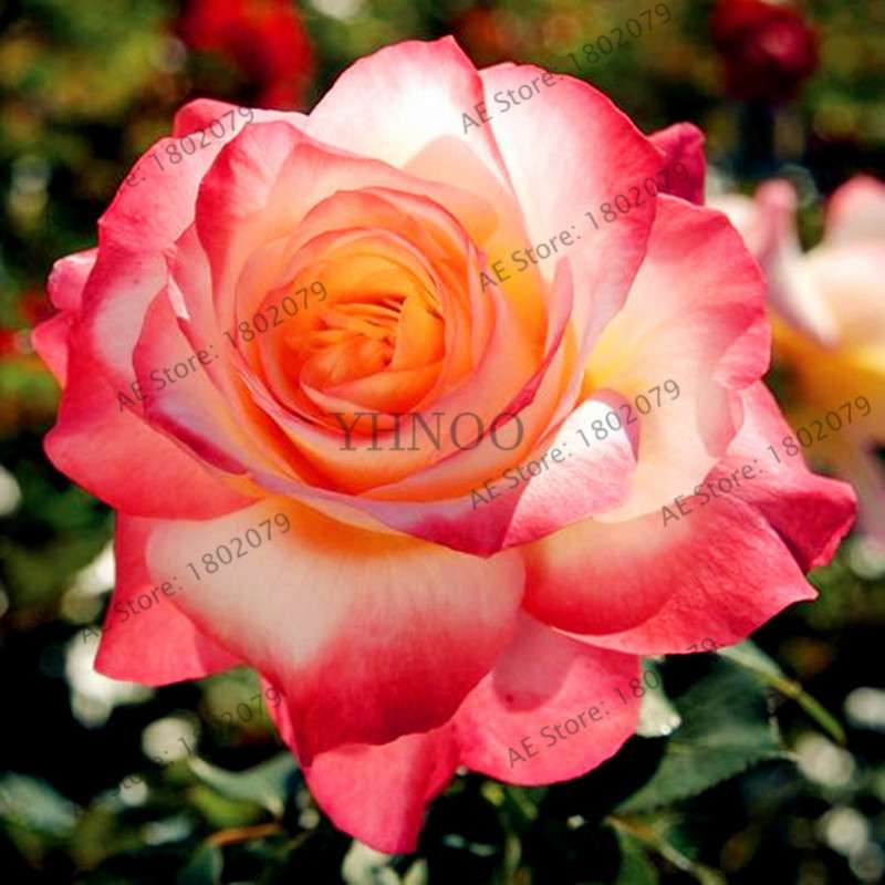 Rare Mixed Color Rose Seeds - Rainbow, Black, Blue - Bonsai Flower Seeds for Home Garden Planting