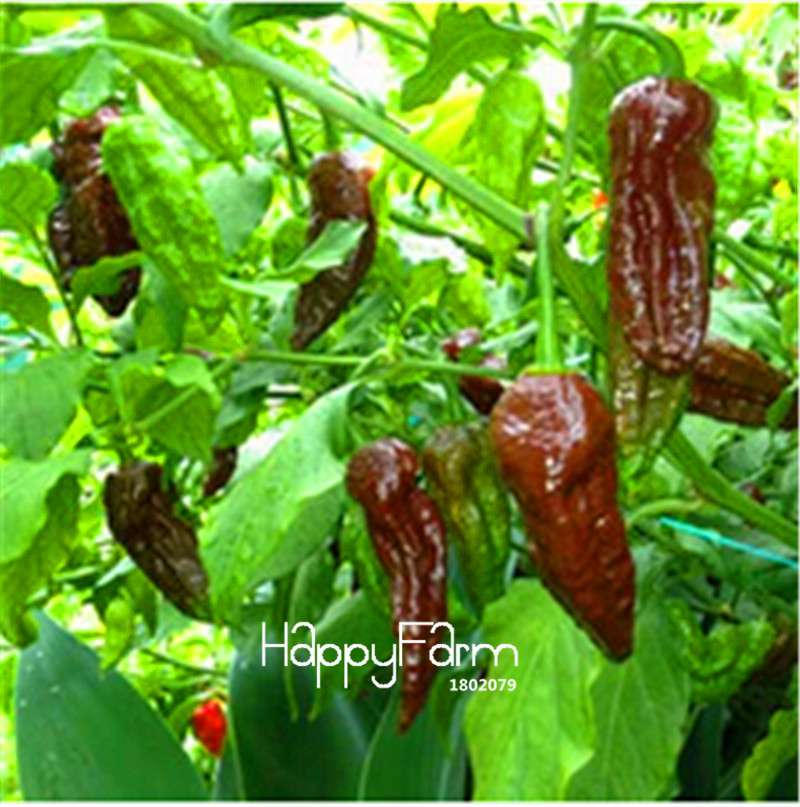 16 Hot Chili Pepper Varieties, Non-GMO Vegetable Seeds for Home Garden & Happy Farm