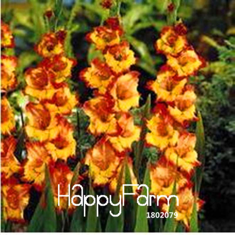 Rare Gladiolus Flower Seeds - Colorful Perennial Sword Lily for Home Garden Planting