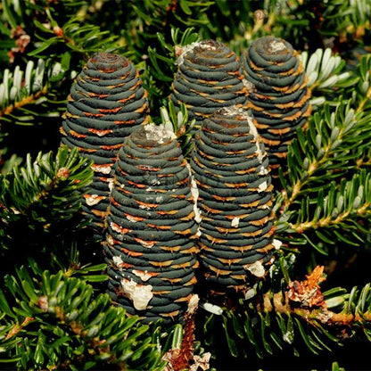 Korean Fir Seeds (Abies koreana) - Year-Round Bonsai Tree Planting, DIY Home Garden Decor & Landscaping