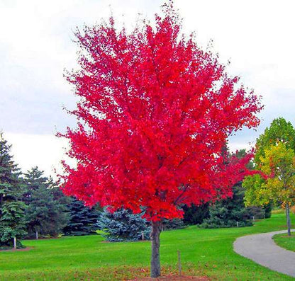 Japanese Red Maple Tree Seeds - Vibrant & Beautiful, Professional Pack, Unique Gift Idea
