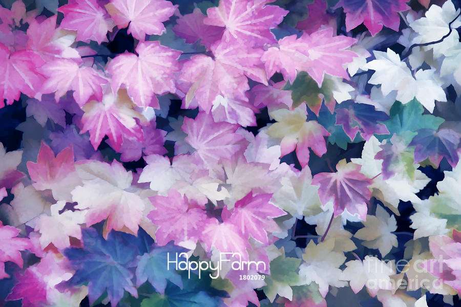 Purple Maple Seeds - Rare Bonsai Tree for Planting, Exotic Purple Maple Plants