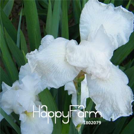 Pink Iris Seeds - Perennial Garden & Gorgeous Cut Flowers for Home Planting
