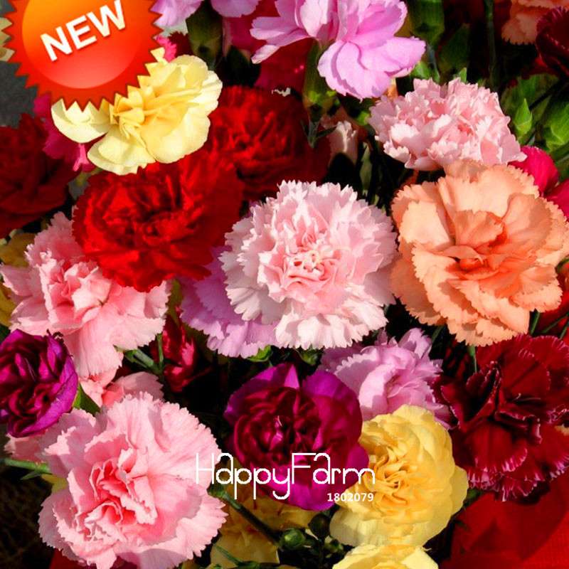 Black Carnation Flower Seeds - Rare Dianthus Bonsai Plants for Home Garden, Unique & Exotic Blooms
