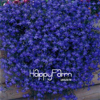 Lobelia Seeds - Bonsai Flower, Creeper & Ground Cover Plants for Garden Landscaping | Fast-Growing