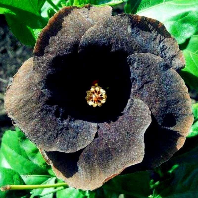24-Color Giant Dinnerplate Hibiscus Seeds - Perennial Flower for Home, Bonsai & Garden Planting