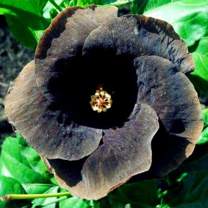 24-Color Giant Dinnerplate Hibiscus Seeds - Perennial Flower for Home, Bonsai & Garden Planting
