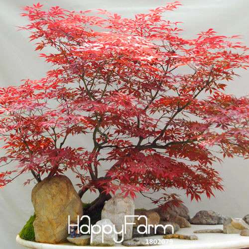 Red Maple Bonsai Seeds - Stunning American Maple Tree Seeds for Planting