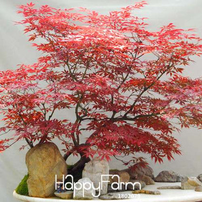 Red Maple Bonsai Seeds - Stunning American Maple Tree Seeds for Planting