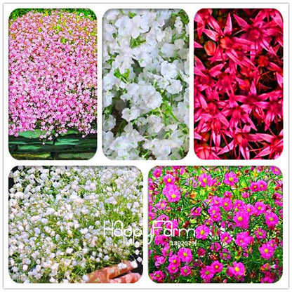 Gypsophila Seeds - Fragrant Bonsai Flowers for Home Garden Planting