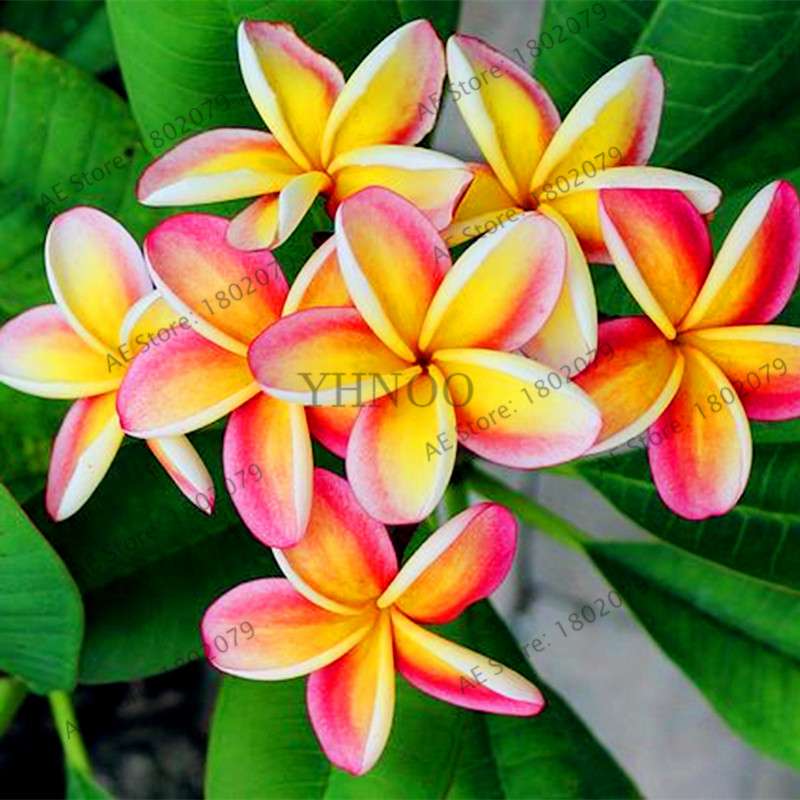 Mixed Color Frangipani Plumeria Seeds - Perennial Bonsai Plant for Home & Garden Planting