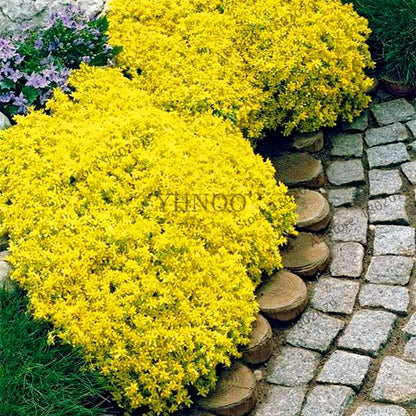 Rare Rock Cress & Creeping Thyme Seeds - Perennial Ground Cover Flowers for Home Garden | Fast-Growing Climbing Plants