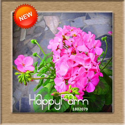 Pelargonium Peltatum Seeds - Geranium Flower Seeds, 17 Colors, Perennial Blooms for Garden & Containers