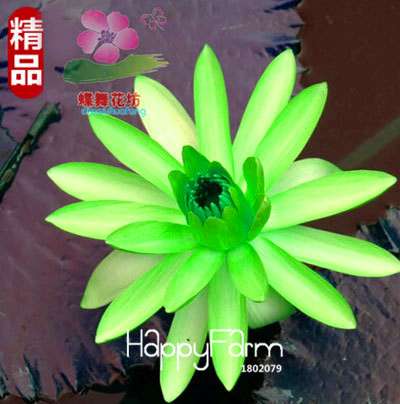 Affordable Water Lily Seeds for Bonsai & Balcony - Easy-Grow Potted Flowers