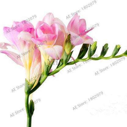 Freesia Seeds - Colorful Fragrant Flowers for Home Garden Planting