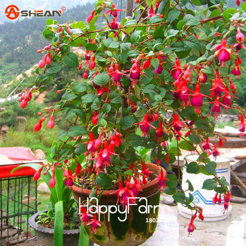 Heart-Shaped Fuchsia Flower Seeds - Vibrant Peach Blooms for Pots & Hanging Baskets