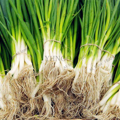 Chinese Green Onion Seeds - Perennial Veggie, Easy-Grow Garden & Bonsai Plant for Home (Fast Shipping)