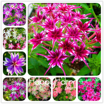 Phlox Drummondii Seeds - Twinkle Star Flower for Home & Garden | Fast-Growing, Vibrant Blooms