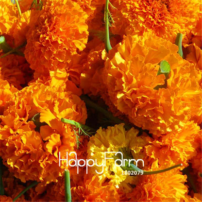 Marigold Seeds - Orange & Yellow Natural Dye Flowers for Home Decor, Bonsai & Planting