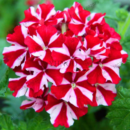 Verbena Seeds for Planting - Easy to Grow Potted Flowers, Bonsai Garden Seeds for Home & Outdoors